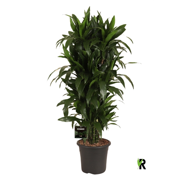 <h4>Dracaena frag. Janet Craig vertakt</h4>