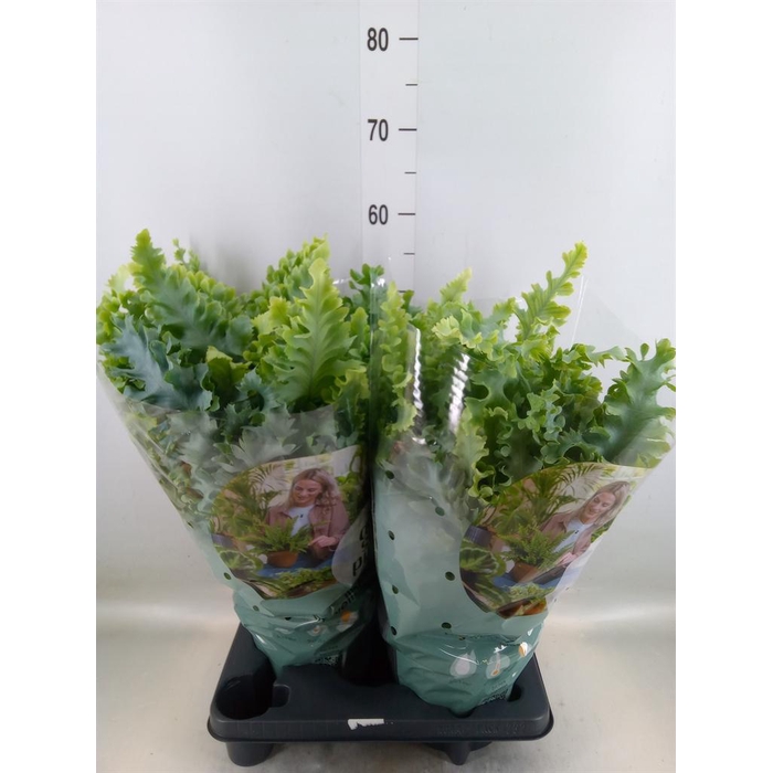 <h4>Phlebodium aureum 'Davana'</h4>