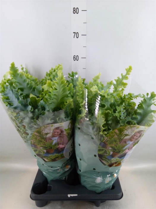 Phlebodium aureum 'Davana'