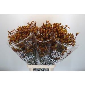Anigozanthos Gold Fever