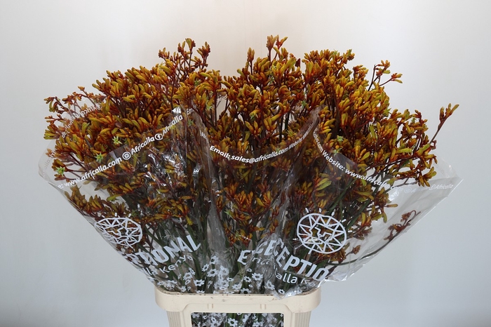 Anigozanthos Gold Fever