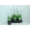 Molinia Caerulea Edith Dudszus