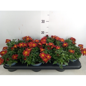 Bidens  'Eldoro Red'