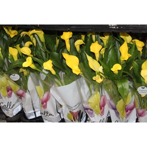 CALLA COLORIDA P14
