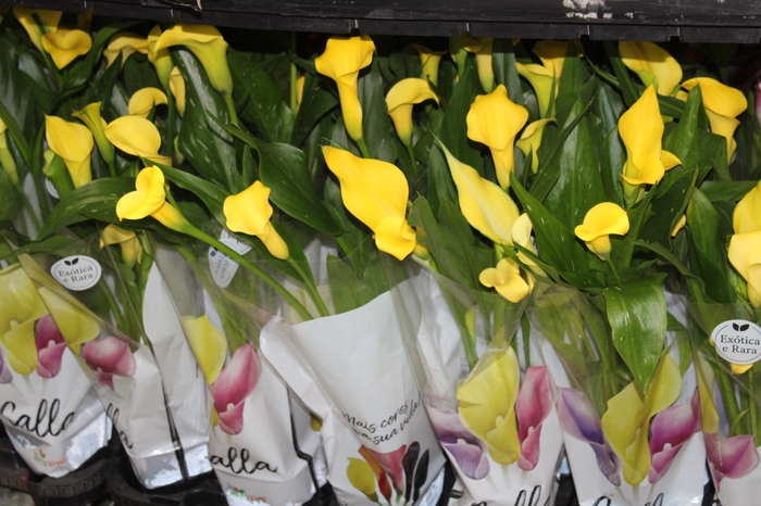 <h4>CALLA COLORIDA P14</h4>