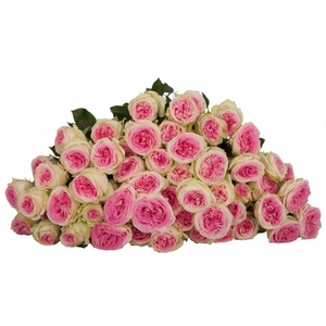 Rosa TR 'Gelato' Flora Ola