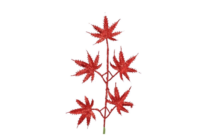 <h4>Pick Shine Maple Jolly Red 44cm Per 12</h4>