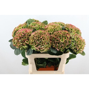 Hydrangea mag opal classic
