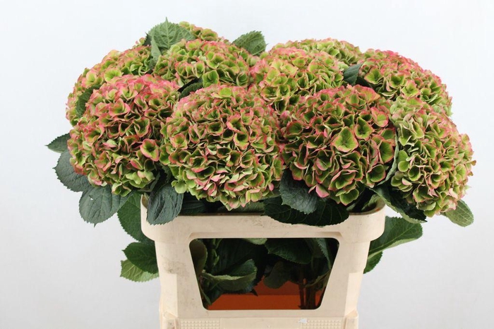 <h4>Hydrangea mag opal classic</h4>