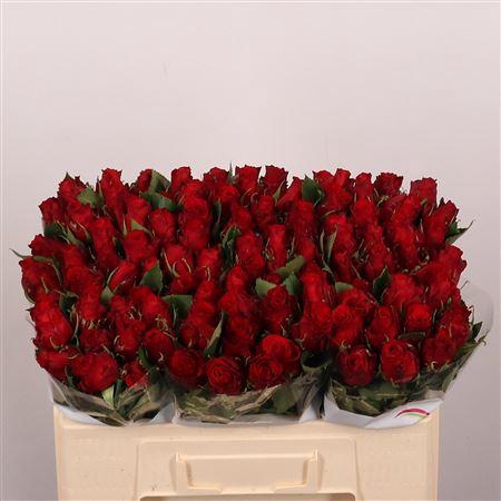 <h4>R Gr Red Torch</h4>