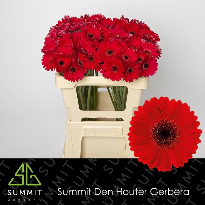<h4>GERBERA MI 'SURI'</h4>