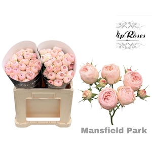 R Tr Mansfield Park 577