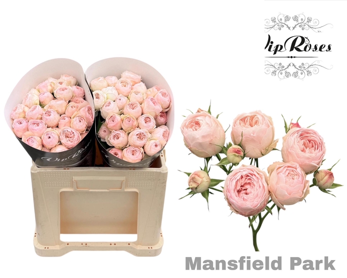 <h4>R Tr Mansfield Park 577</h4>