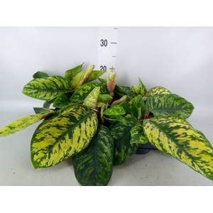 Homalomena rubescens 'Maggy'