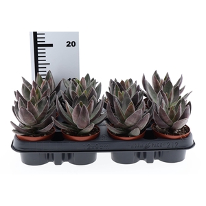 Crassula  'Garnet Lotus'