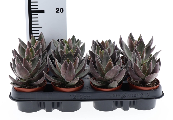 <h4>Crassula  'Garnet Lotus'</h4>