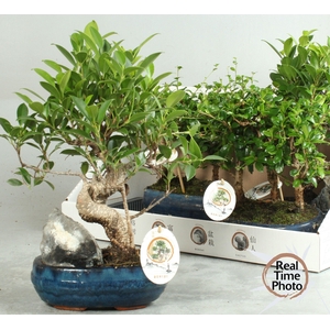 BONSAI GEM
