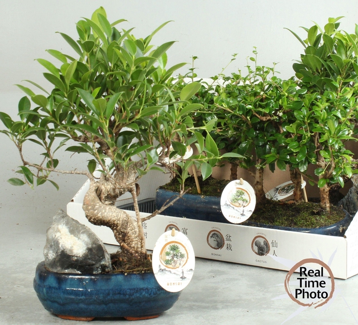 <h4>BONSAI GEM</h4>