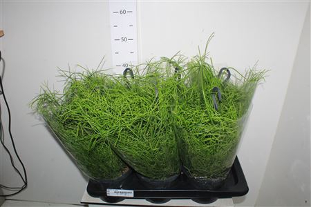 <h4>Rhipsalis Ba Oasis Hangpot</h4>
