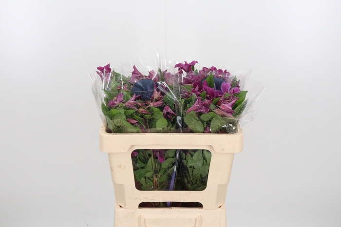 <h4>Clem Amazing Kyiv</h4>