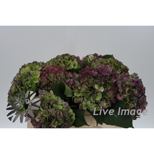 Hydrangea verena blue classic