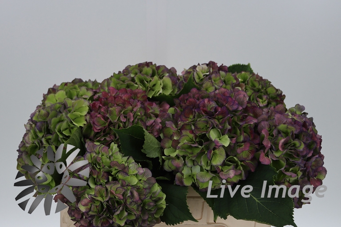 <h4>Hydrangea verena blue classic</h4>