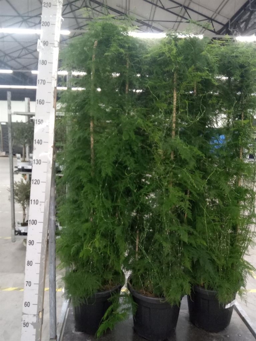 <h4>Asparagus   ...</h4>