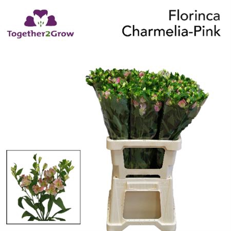 <h4>Alst Fl Charmelia Pink</h4>