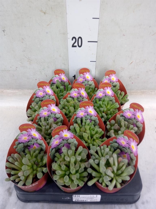 <h4>Cactus   ...</h4>