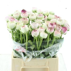 Ran Aazur Pi Stripe N L