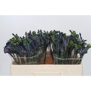 Anigozanthos Celebrations Masquerade