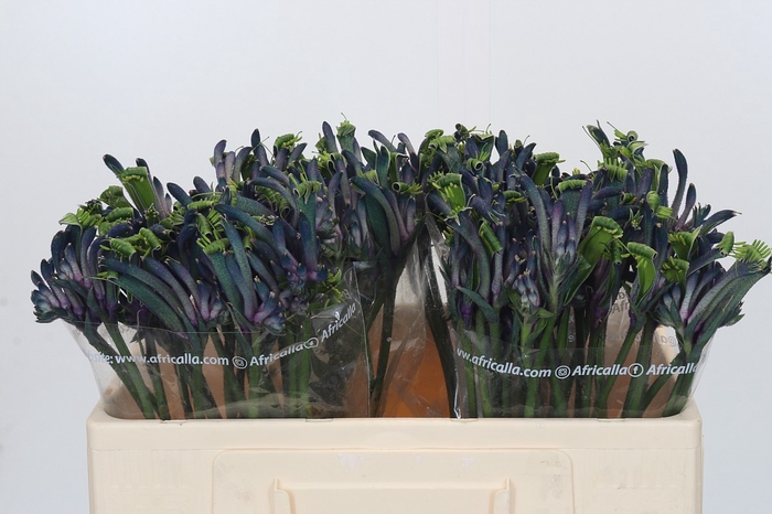 <h4>Anigozanthos Celebrations Masquerade</h4>