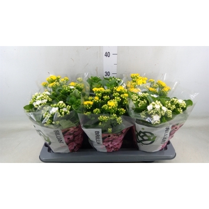 Kalanchoe blos.   ..rosebud mix GR