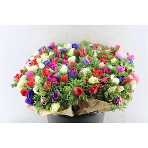 Anemone Galilee Mixed