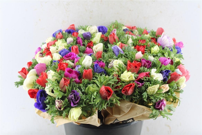 <h4>Anemone Galilee Mixed</h4>