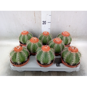 Melocactus matanzanus