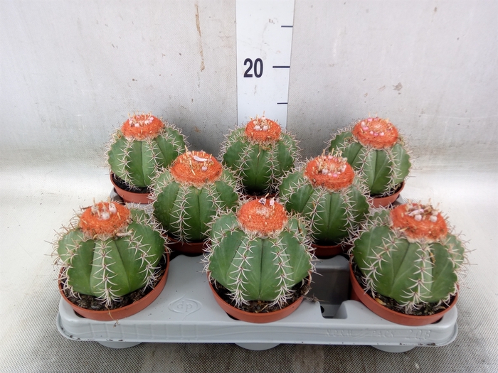 <h4>Melocactus matanzanus</h4>