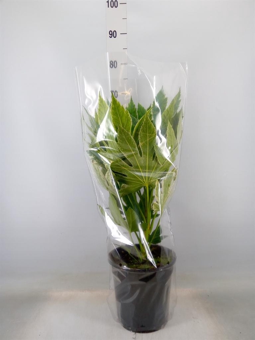 <h4>Fatsia japonica 'Variegata'</h4>