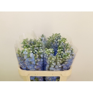 DELPHINIUM DU 'MAGICFOUNT SKY BLUE'