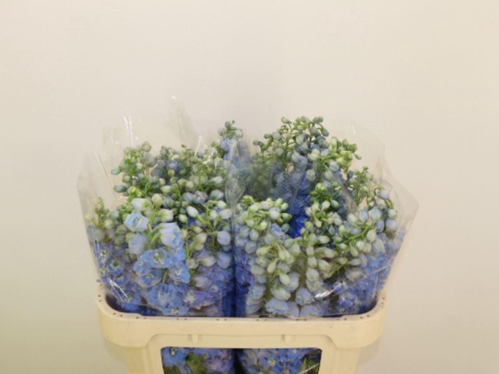 <h4>DELPHINIUM DU 'MAGICFOUNT SKY BLUE'</h4>