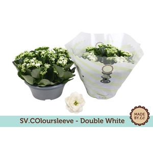 Kalanchoë Double White in SV.COloursleeve