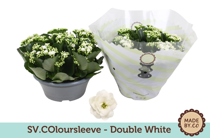 <h4>Kalanchoë Double White in SV.COloursleeve</h4>