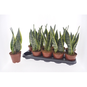 SANSEV FUTURA SUPERB