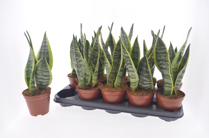 SANSEV FUTURA SUPERB