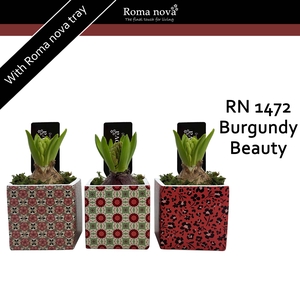 1472 - Burgundy Beauty (Hyacint)