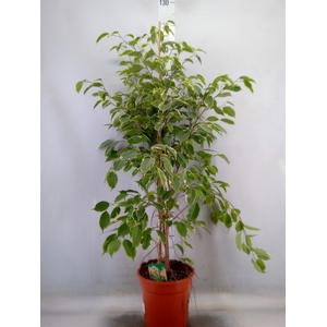 Ficus benja. 'Golden King'