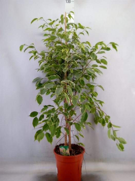 <h4>Ficus benja. 'Golden King'</h4>