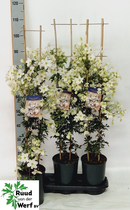 <h4>CLEM AVALANCHE</h4>