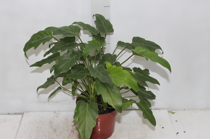 <h4>PHILODENDRON XANADU P17</h4>