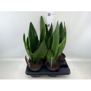 Sansevieria trifa.   ...